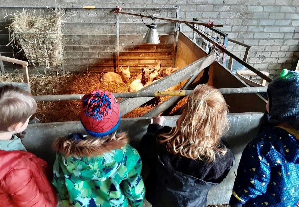 Visiting our Lambs